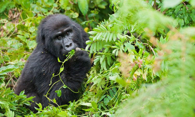    20 Reasons you should visit Rwanda on Rwanda primate safari tour 